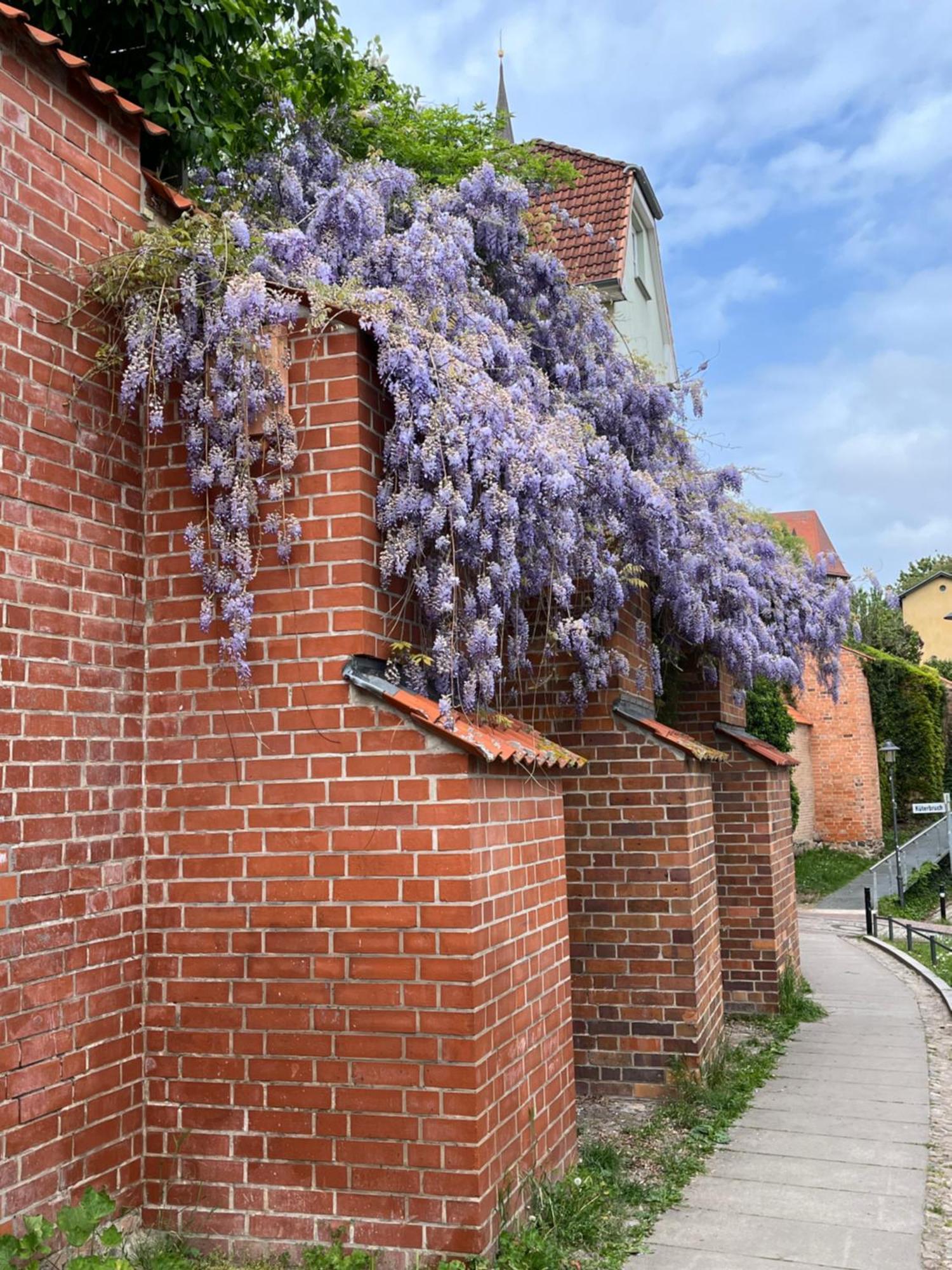 Ferienwohnung An Der Historischen Stadtmauer Росток Екстер'єр фото